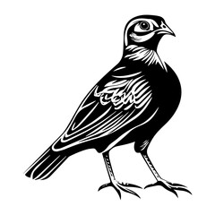 Fototapeta premium black and white animal vector types of animals about animals