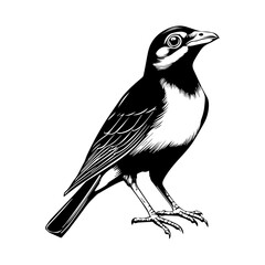 black and white animal vector types of animals about animals