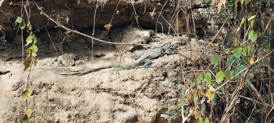 Iguana negra Ctenosaura pectinata