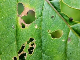 Green leaves with holes caused by insect bites. leaves with holes and texture on a blurry...