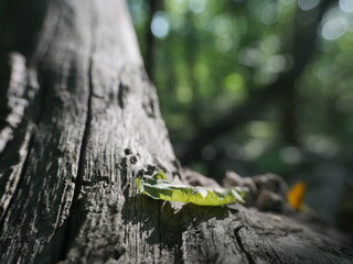 Single Leaf on Weathered Tree Stump in the Forest