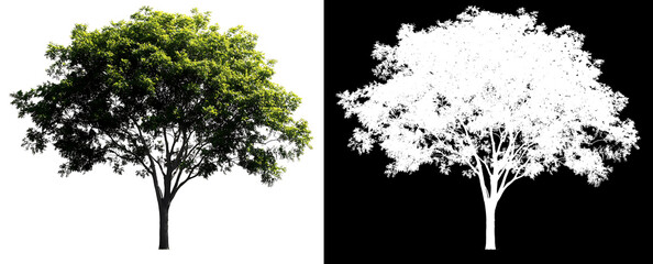 Fototapeta premium Isolated single tree with clipping path and alpha channel on a transparent photo background
