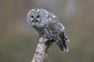 An Ural Owl perched on top of a tree trunk calling out loud
