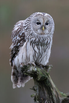 An Ural Owl perched on top of a tree trunk
