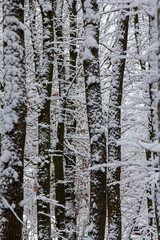 Fototapeta premium Temperate, deciduous forest with snow covered hornbeam Carpinus betulus trees