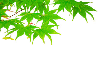 Maple leaf isolate on transparent background.