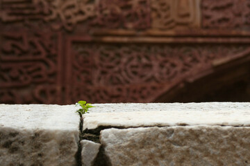 A small plant sprouting from a building stone of an ancient building
