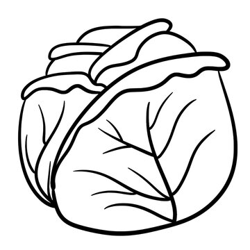 recommend clip art: Cabbage outline 