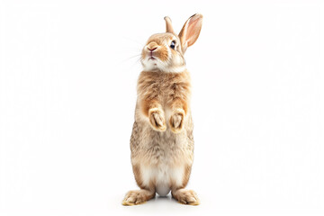 rabbit isolated on white background