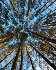 Giant trees seen from below with tree tops and clear sky.