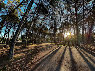 Naklejka premium Shadows of trees in the forest