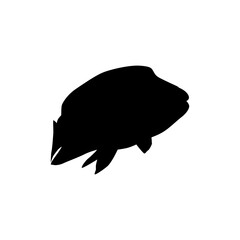 Silhouette of the The Humphead wrasse (Cheilinus undulatus), also known as the Māori wrasse, Napoleon wrasse, Napoleon fish. Flat Style, can use for Logo Gram, Animal Illustration, Pictogram, ect