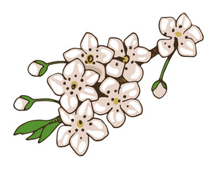 Fototapeta premium Plum branch in spring blossom