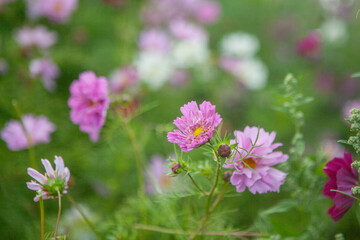 Wildflower meadow with pink and white flowers