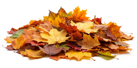 Pile of autumn colored leaves isolated on white background