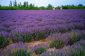 Lavender farm in Huocheng county, known as The City of Lavender, located on the way from Sayram Lake to Yining, Ili, in northwest China's Xinjiang Uyghur Autonomous Region, China