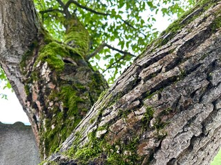 Obraz premium tree bark covered with moss