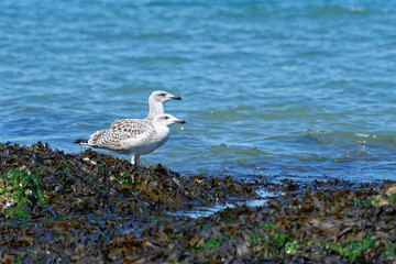 goeland sur la plage de l'ile de noirmoutier