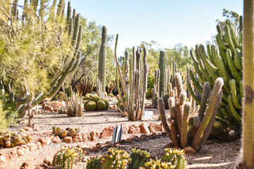 large cactus at a cactus farm