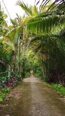 Obraz premium Narrow village street in countryside at Mekong Delta Vietnam.