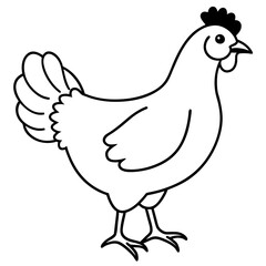 Chicken vector illustration.