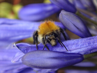 The common carder bee (Bombus pascuorum), male resting on blue African lily flowers