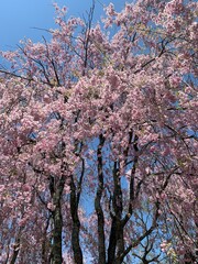 blossom