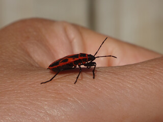 Firebug (Pyrrhocoris apterus) walking on a human hand