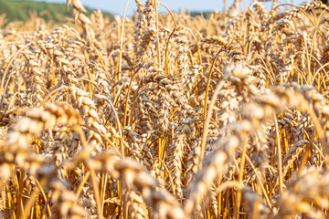 golden wheat field in summer