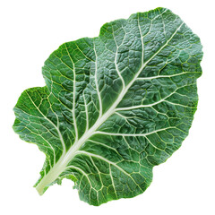 Savoy Cabbage Leaf Isolated on Transparent or White Background, PNG
