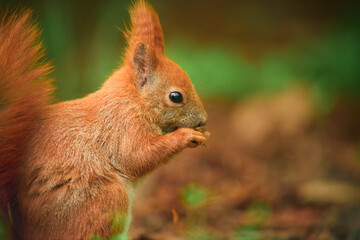 Bright-eyed red squirrel in forest. Standing upright on the floor.