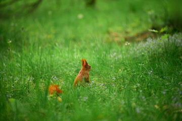 Hungry squirrel finds a snack in the park