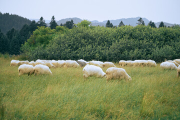 Obraz premium White sheep eating in pasture