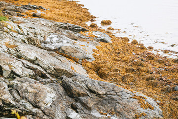 Rocky shoreline with seaweed and tranquil ocean waters
