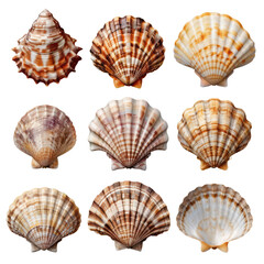 Obraz premium Beautiful Ocean Scallop Shells Isolated on Transparent or White Background, PNG
