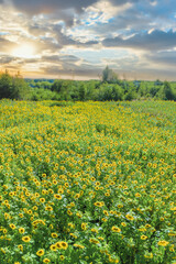 Lush green field covered with fully blooming yellow sunflowers