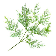 Fototapeta premium Dill Herb Isolated on White Background Ultra HD Full Isolated on Transparent or White Background, PNG