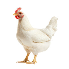 Fototapeta premium Full body of white hen isolated on transparent background. Chicken portrait