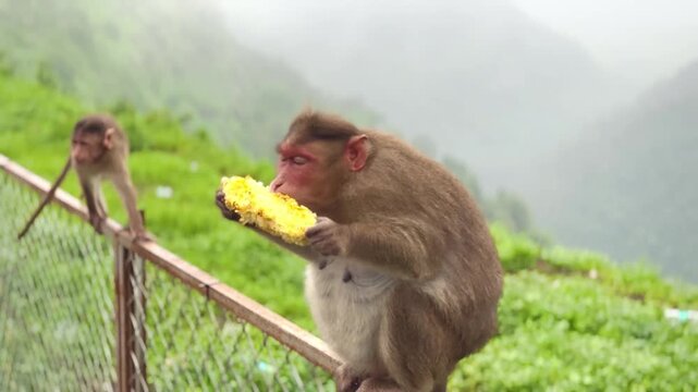 Monkey at Lonavala in India enjoys eating bhutta or roasted corn