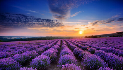 Fototapeta premium Stunning lavender field under a breathtaking sunset sky with vibrant colors and rich natural beauty.