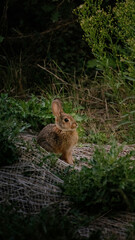 A bunny holding still, wary of people passing by