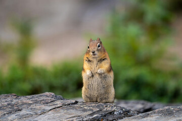A single chipmunk perches on a stone in the heart of the wilderness