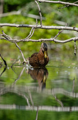 Duck Animals Images Pictures Birds Images Nature Images