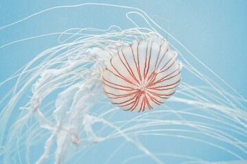 jellyfish HD Blue Wallpapers Water Wallpapers dreamy Pastel