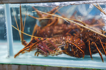 Lobsters in tanks at a bustling market in Hong Kong during the lively morning hours