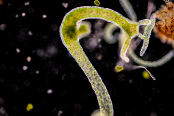 Hydra is a genus of small, fresh-water animals of the phylum Cnidaria and class Hydrozoa under the microscope for education.
