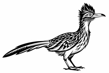 roadrunner silhouette vector illustration