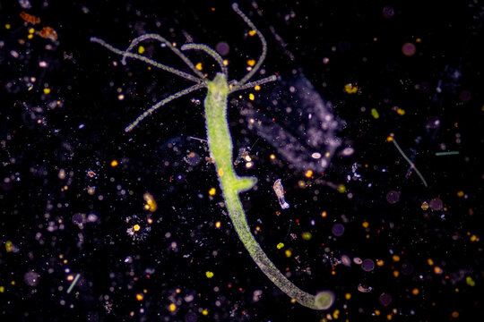 Hydra is a genus of small, fresh-water animals of the phylum Cnidaria and class Hydrozoa under the microscope for education.