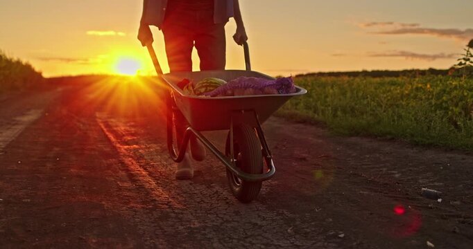 A farmer pushes a wheelbarrow full of vegetables with the setting sun illuminating his legs from behind.