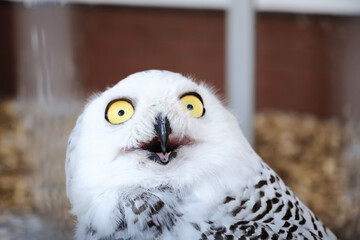White polar owl with shocked view with opened beak. What. Oh no. Shock concept. Night bird of prey close-up. Animal behavior habits. Funny grimace. Very surprised face. Surprise expression. Humor